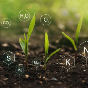 soil with minerals icons and plants agriculture