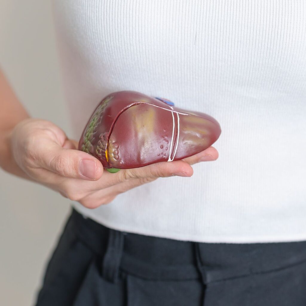 woman handles a liver model