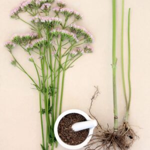 natural herbal remedies for insomnia: sleep natural home aids, valerian roots