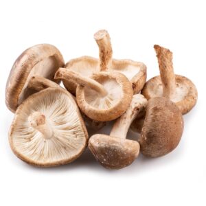 shiitake mushroom and stem cell