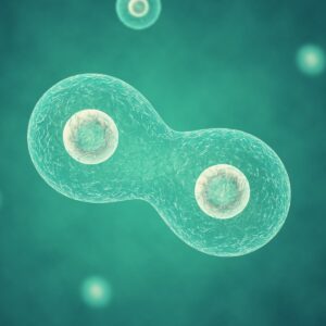 stem cell division role in body