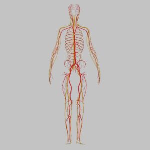 vagus nerve enteric gut nerves, gut motility