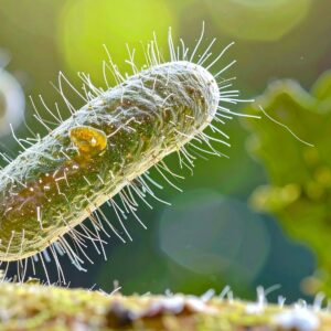 bacteria bad bacteria gut health sibo candida symptoms