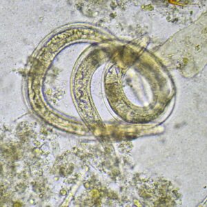 parasite in gut propolis kill parasites