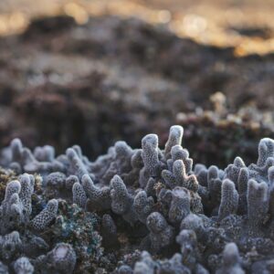 biofilm resistant bad bacteria